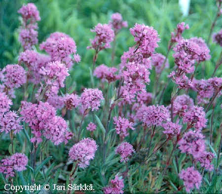 Viscaria alpina
